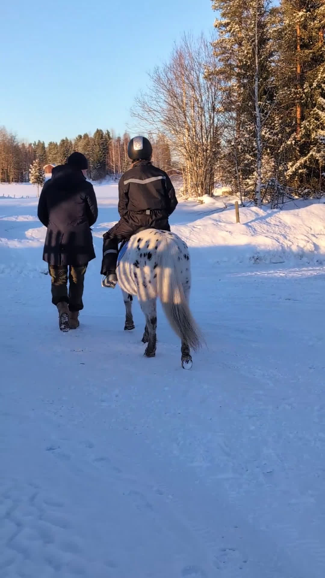 Sällskap hästar till salu: Snäll ponny söker nytt hem - Video 1
