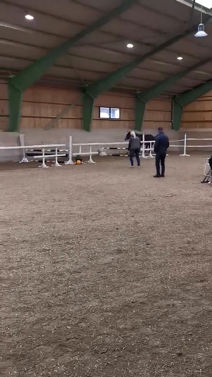 Hoppning hästar till salu: Tömkörd longerad köshoppad i Vintrosa - Video 1