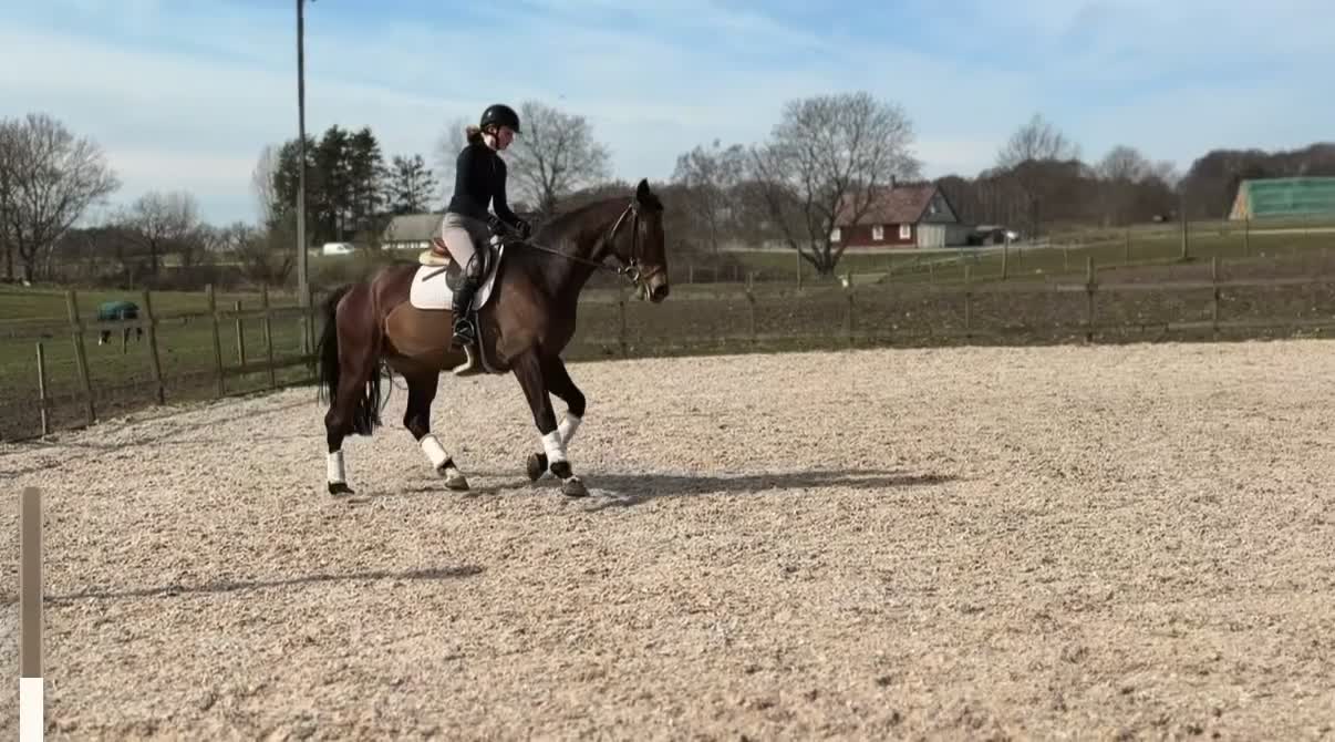 Allround hästar till salu: ⭐️EN TALANGFULL BÄSTA VÄN FÖR FRAMTIDEN⭐️ - Video 2