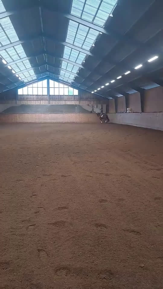 Dressyr hästar till salu: Talangfullt gångartssto  i Laholm - Video 1