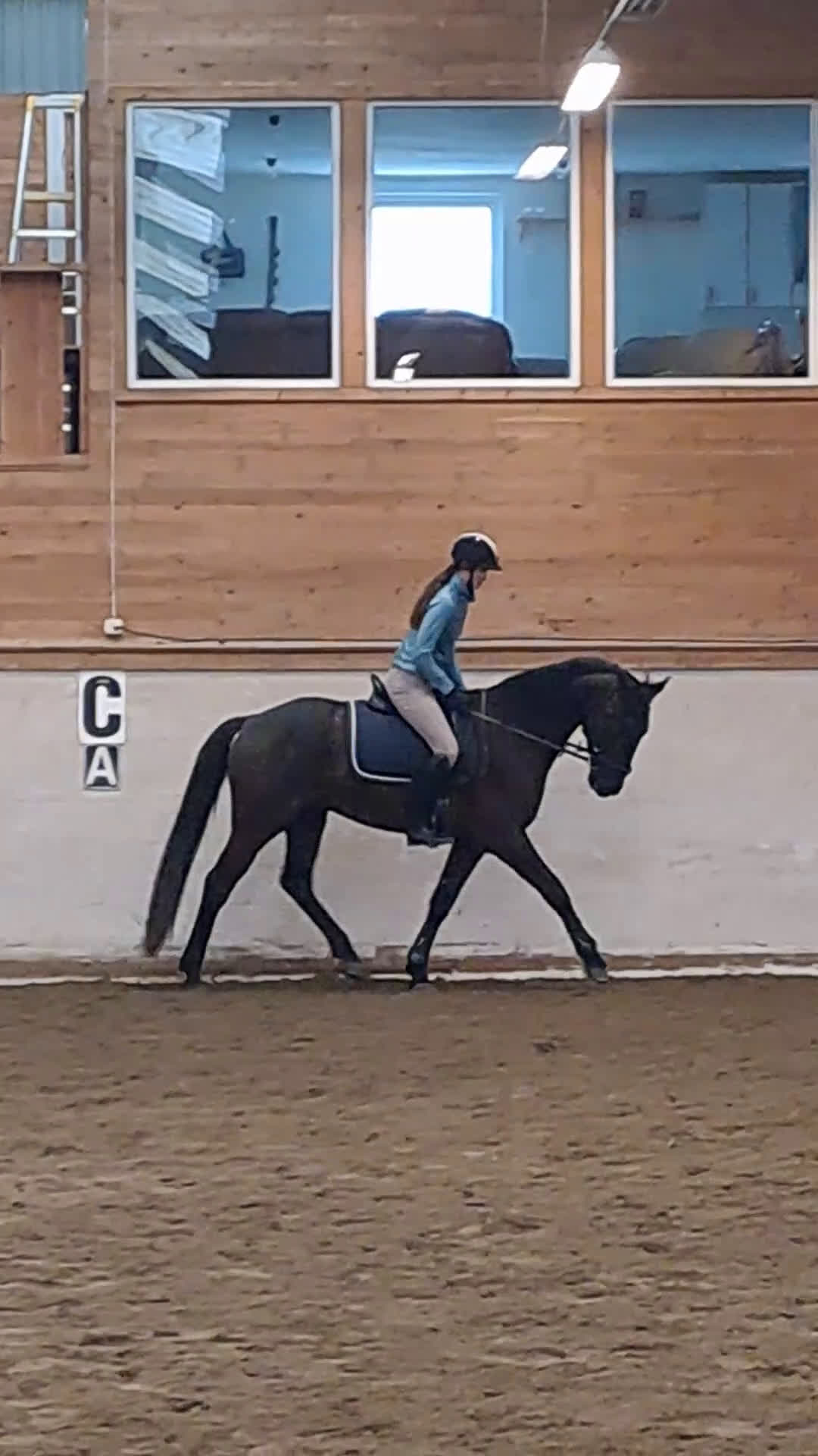 Dressyr hästar till salu: Dressyrtalang 5 årig valack e Americano GJ  - Video 4