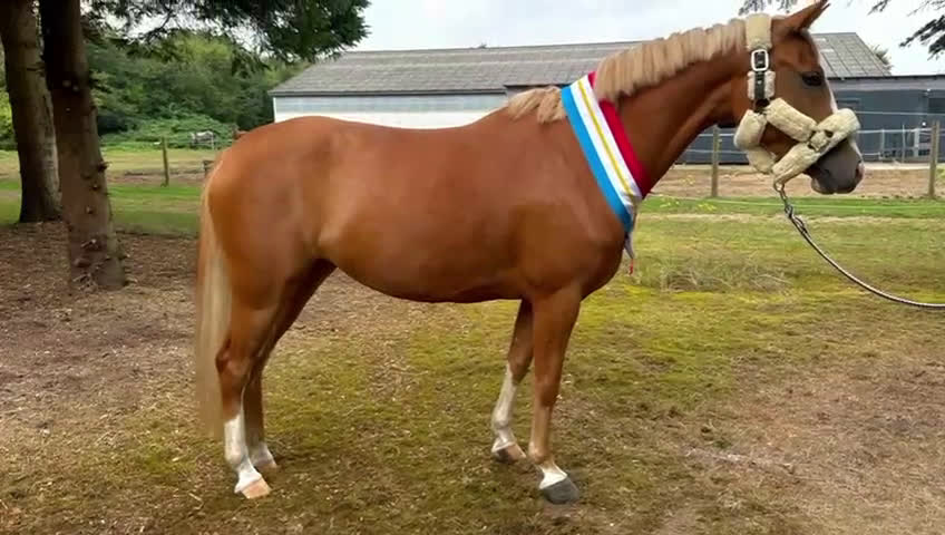 Dressyr hästar till salu: 🌟Smuk og dobbelt talentfuld ponyhoppe sælges 🌟 i Tune, Själland - Video 2