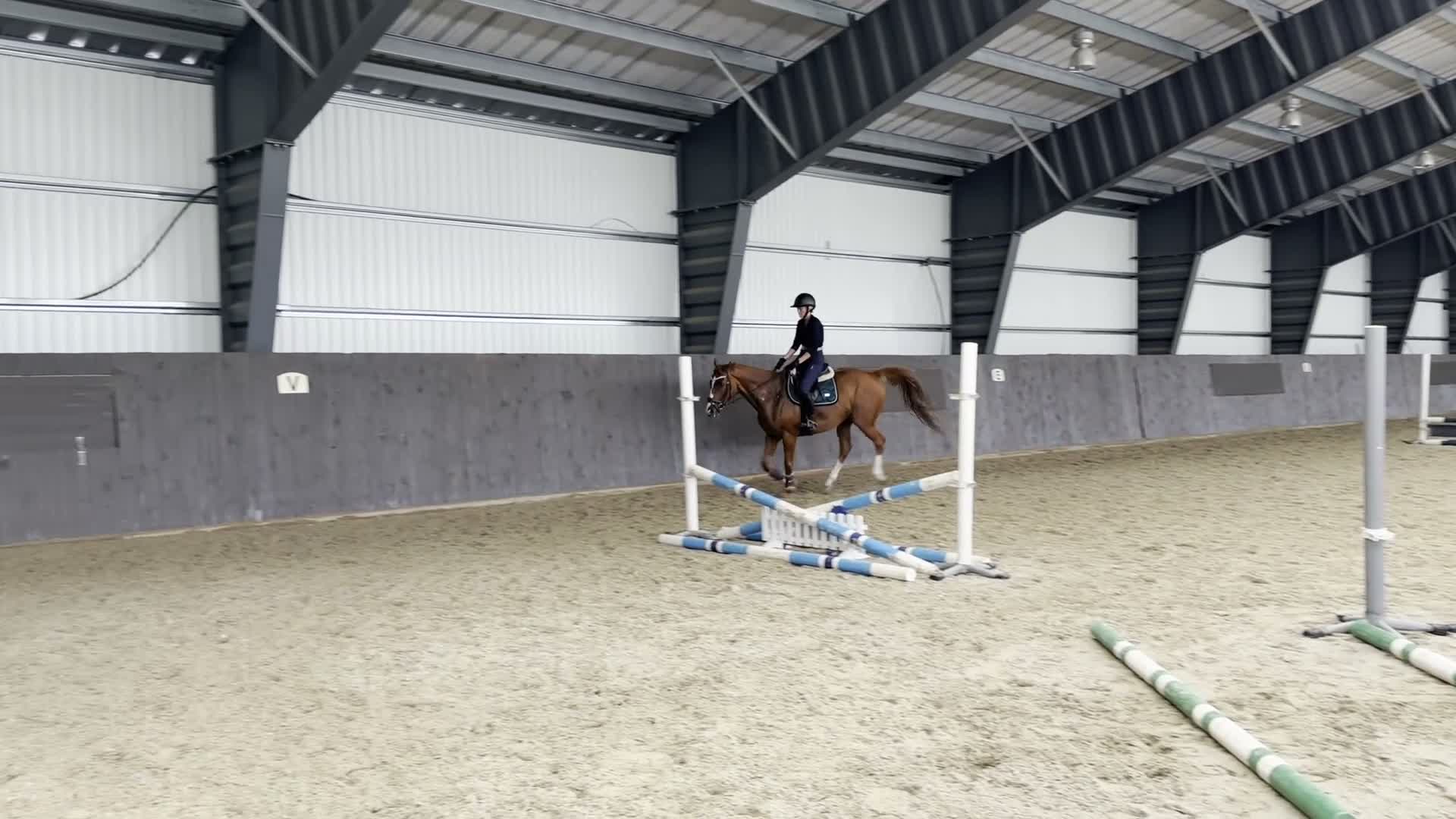 Allround hästar till salu: Charmigt fullblodssto! - Video 4