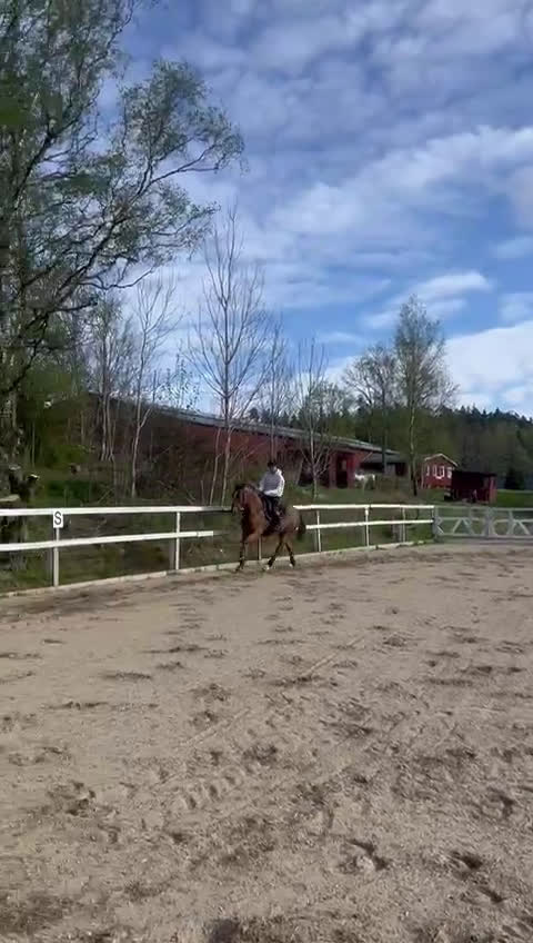 Allround hästar till salu: En på miljonen🌟 i Göta - Video 4