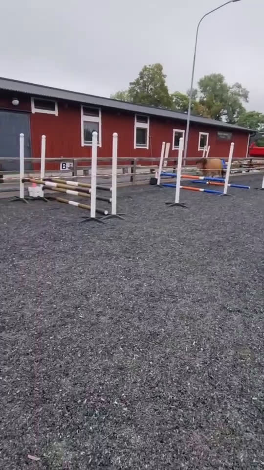 Allround hästar till salu: Russto f 2020 projekt/sällskap/avel i Gusum - Video 4