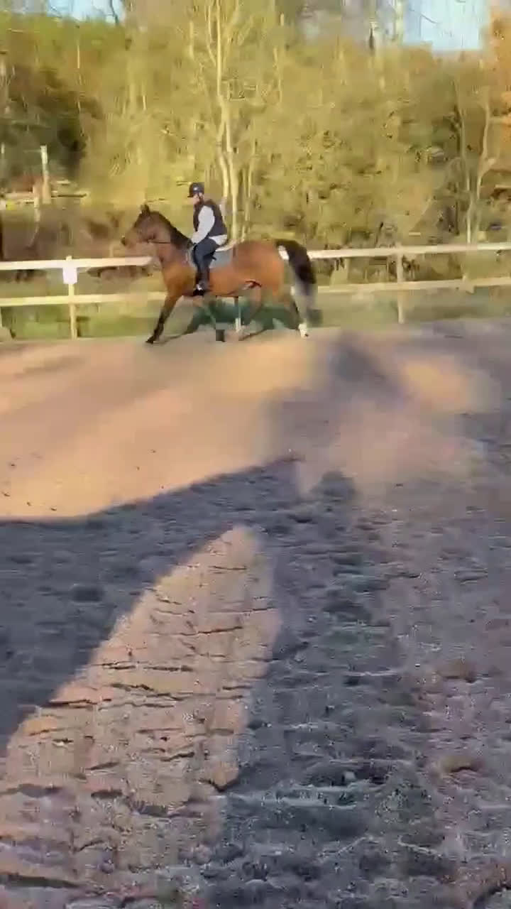 Allround hästar till salu: BIG BEN behöver nytt kärleksfullt hem i Höör - Video 1