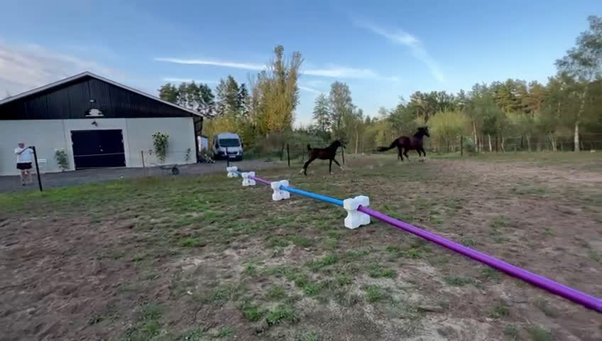 Hoppning hästar till salu: Spirited Away i Blentarp - Video 1