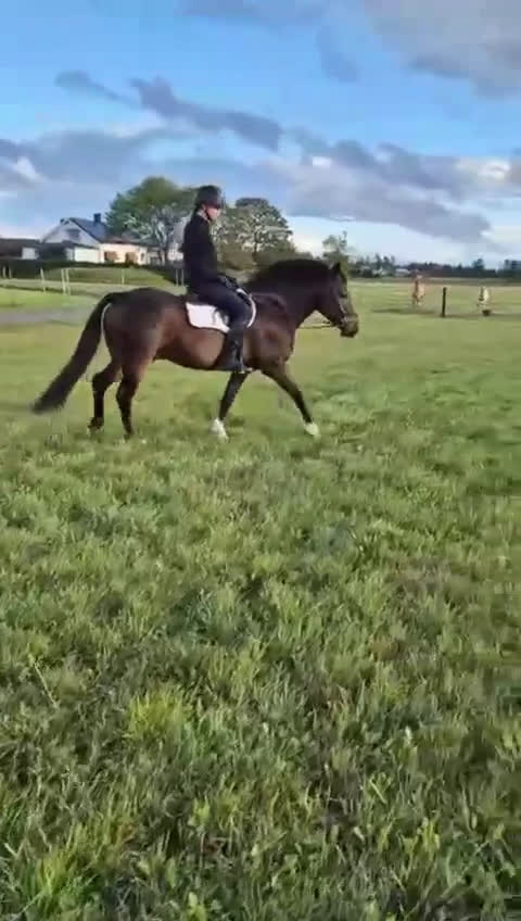 Hoppning hästar till salu: Charmig 4-årig ridponny valack i Skara - Video 2