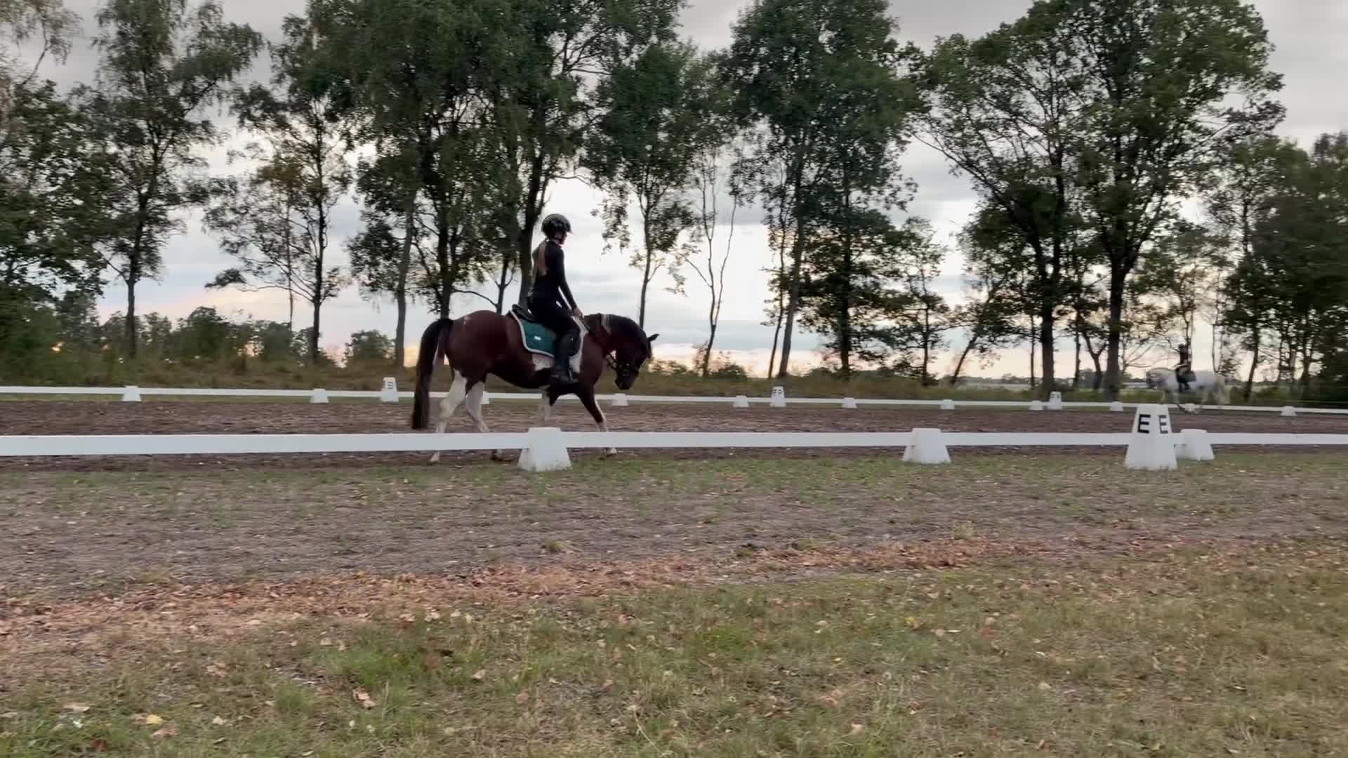 Allround hästar till salu: Pigg och positiv ponny söker kärleksfullt hem.  - Video 3