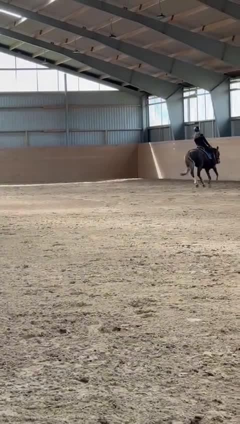  medryttarhäst finnes: C Ponny utanför Helsingborg söker medryttare i Rydebäck - Video 3
