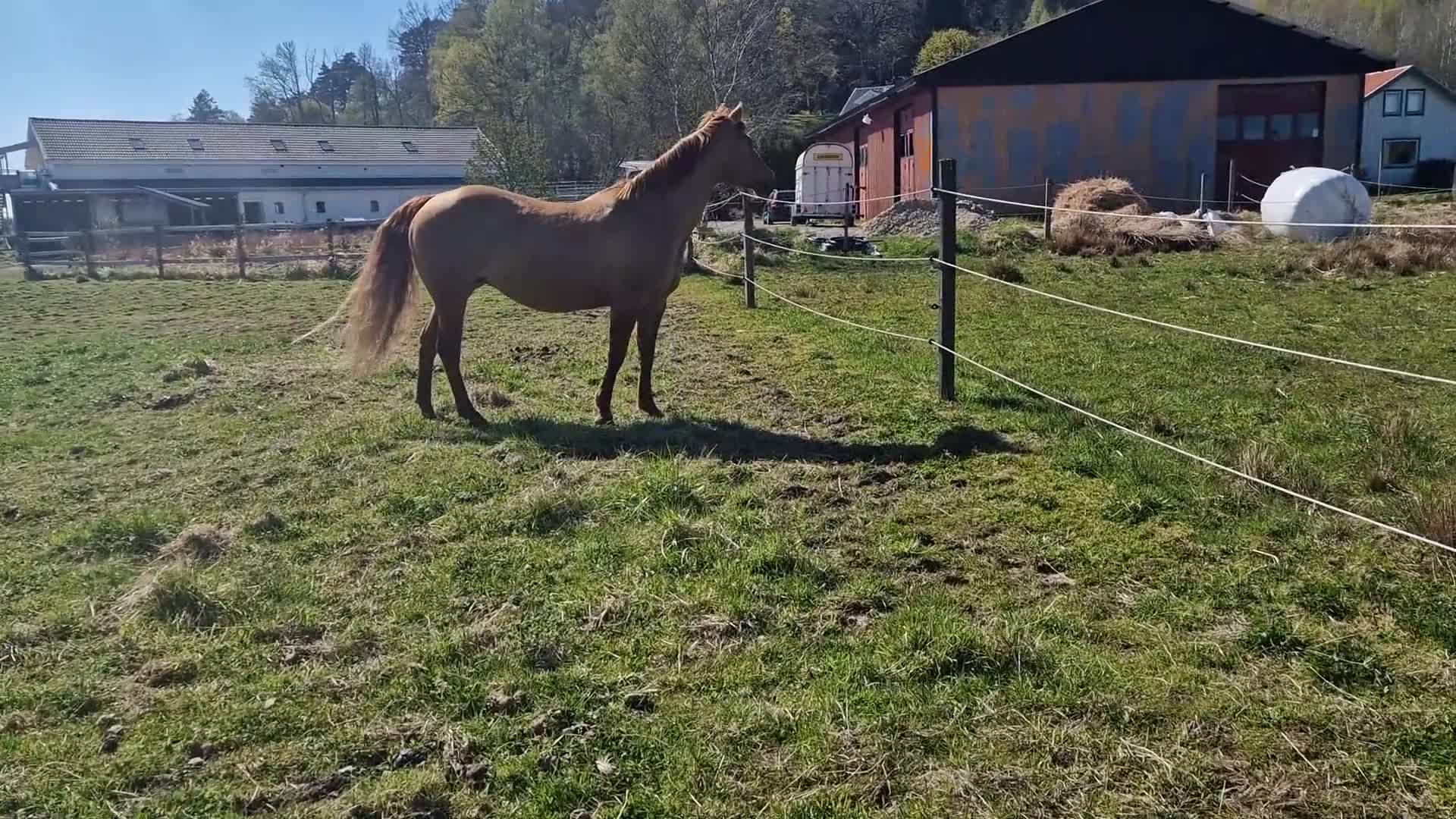 Allround hästar till salu: Vackert quarter-sto - Video 1