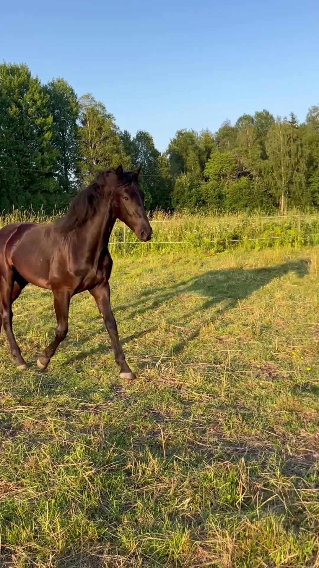 Allround hästar till salu: Värdens underbaraste unghäst söker nytt hem - Video 1