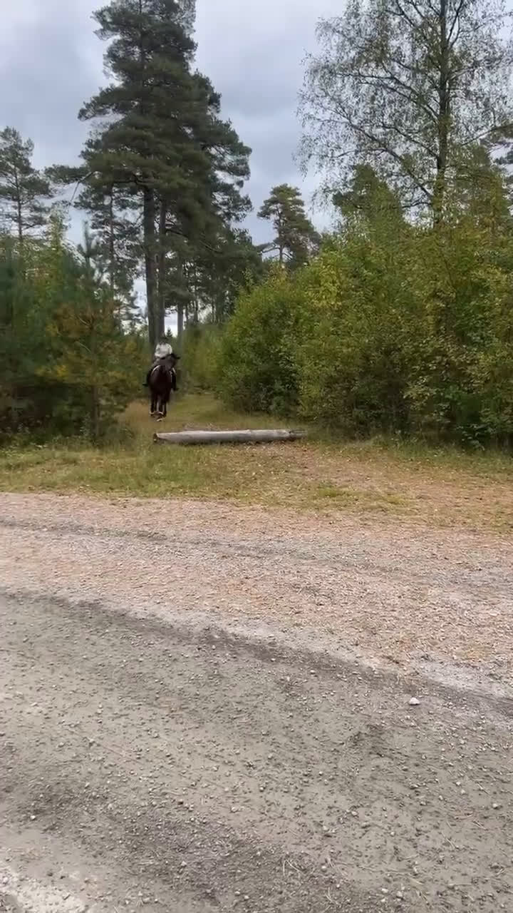 Hoppning hästar till salu: Sto redo för fyraårssäsongen - Video 2