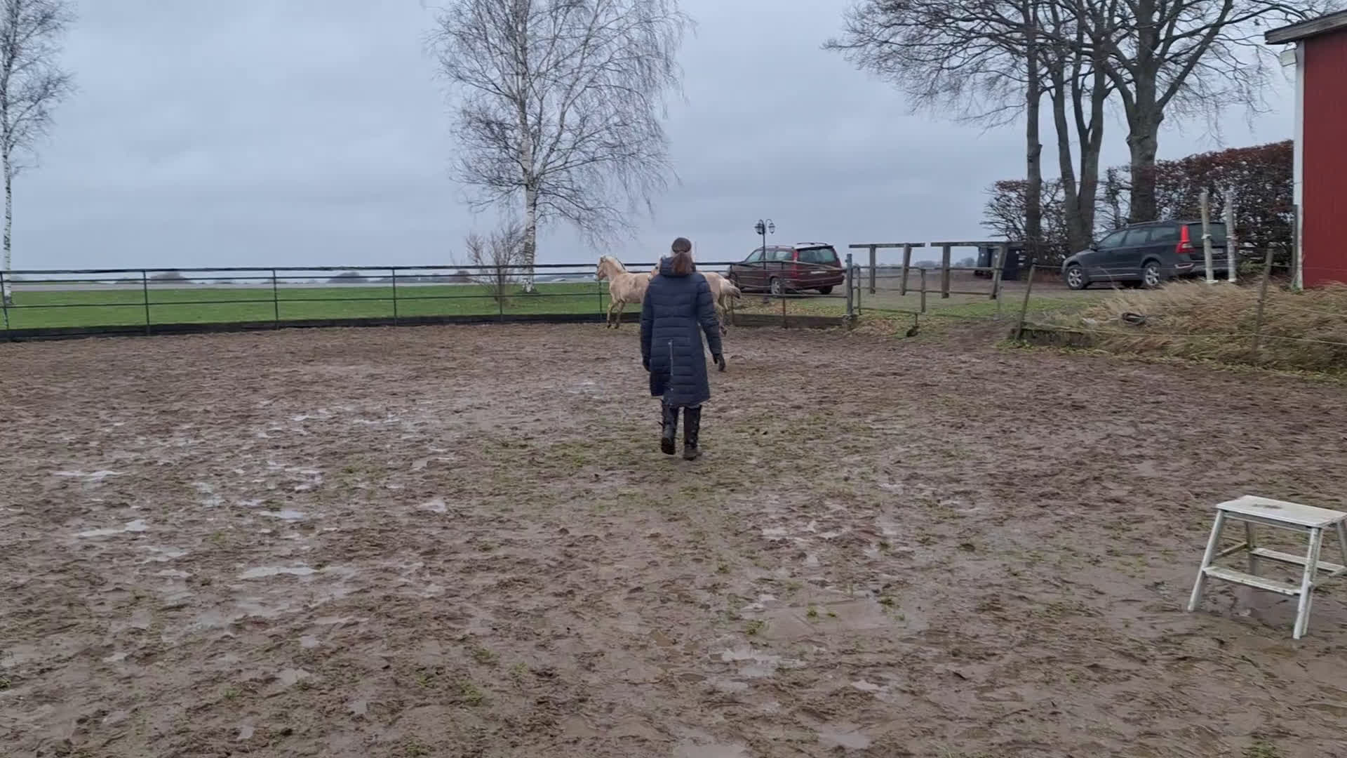 Allround hästar till salu: Rörlig 1 års hingst/ hingstämne  - Video 1