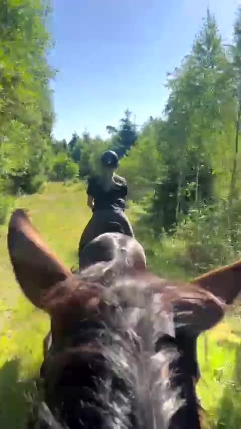 Allround hästar till salu: Världens bästa Otto🌟 i Tingsryd - Video 1