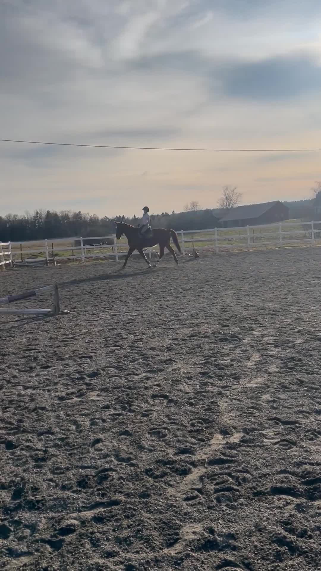 Allround hästar till salu: Läromästare av högsta kvalité - Video 1