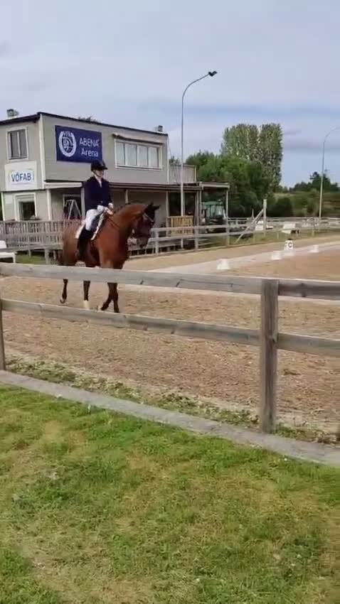 Dressyr hästar till salu: Snäll och bra på allt - Video 1