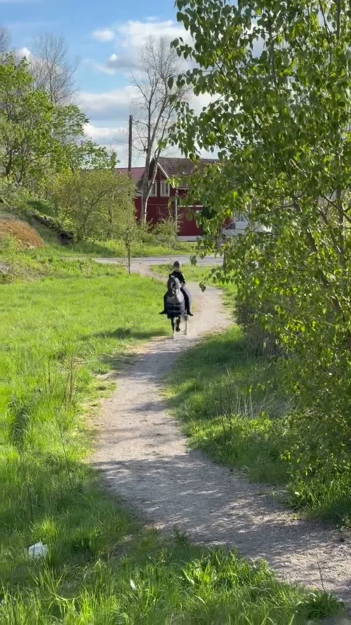 Allround hästar till salu: Läromästare och trygg förstaponny söker rätt hem - Video 3