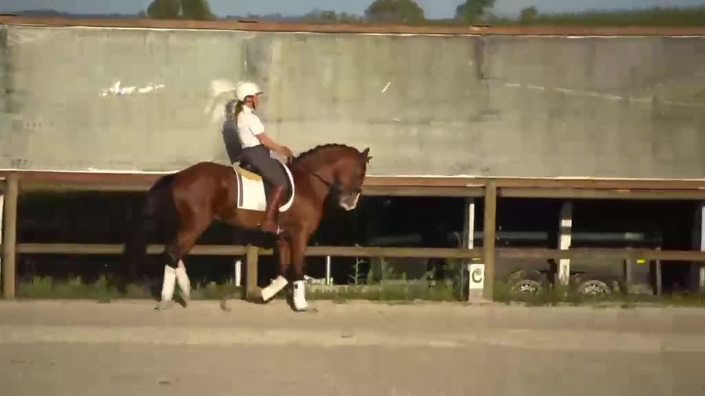 Working Equitation hästar till salu: Slående vacker lusitano för dressyr och WE - Video 1