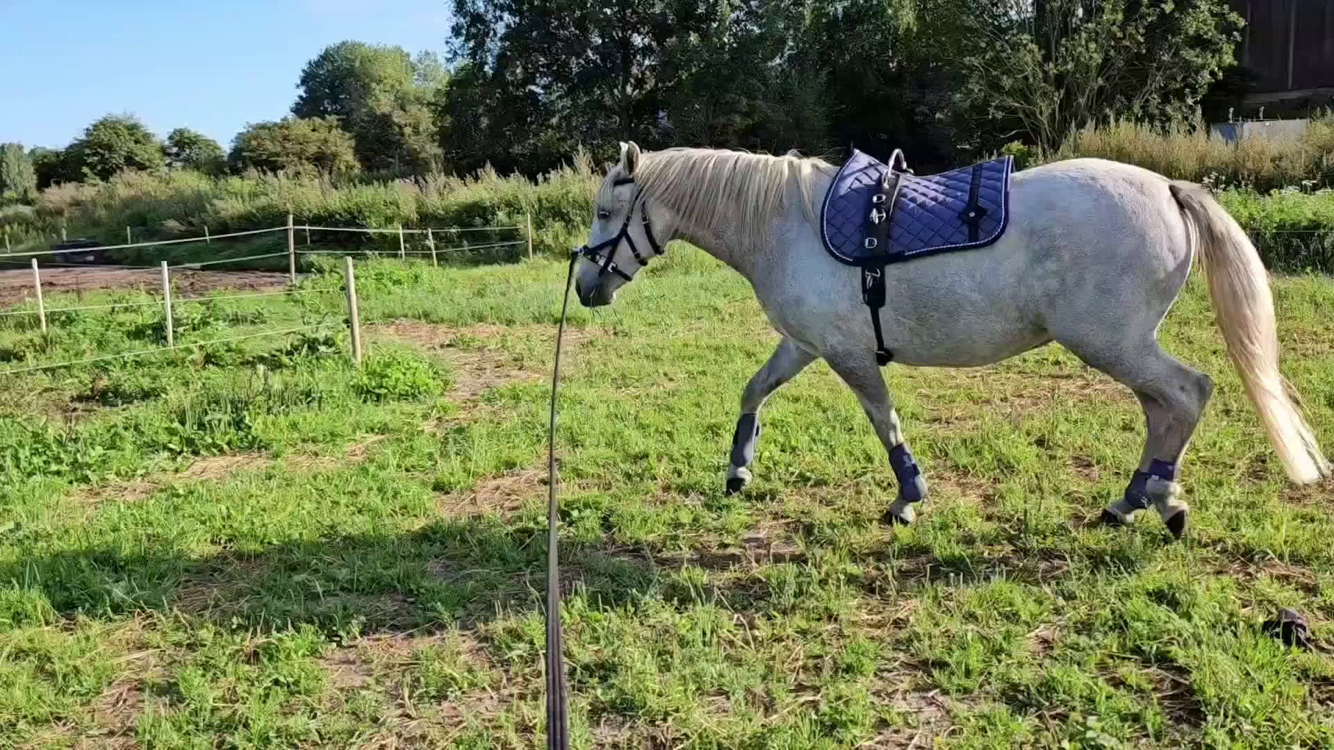  foderhäst finnes: Hobbysto söker fodervärd i Norrköping - Video 3