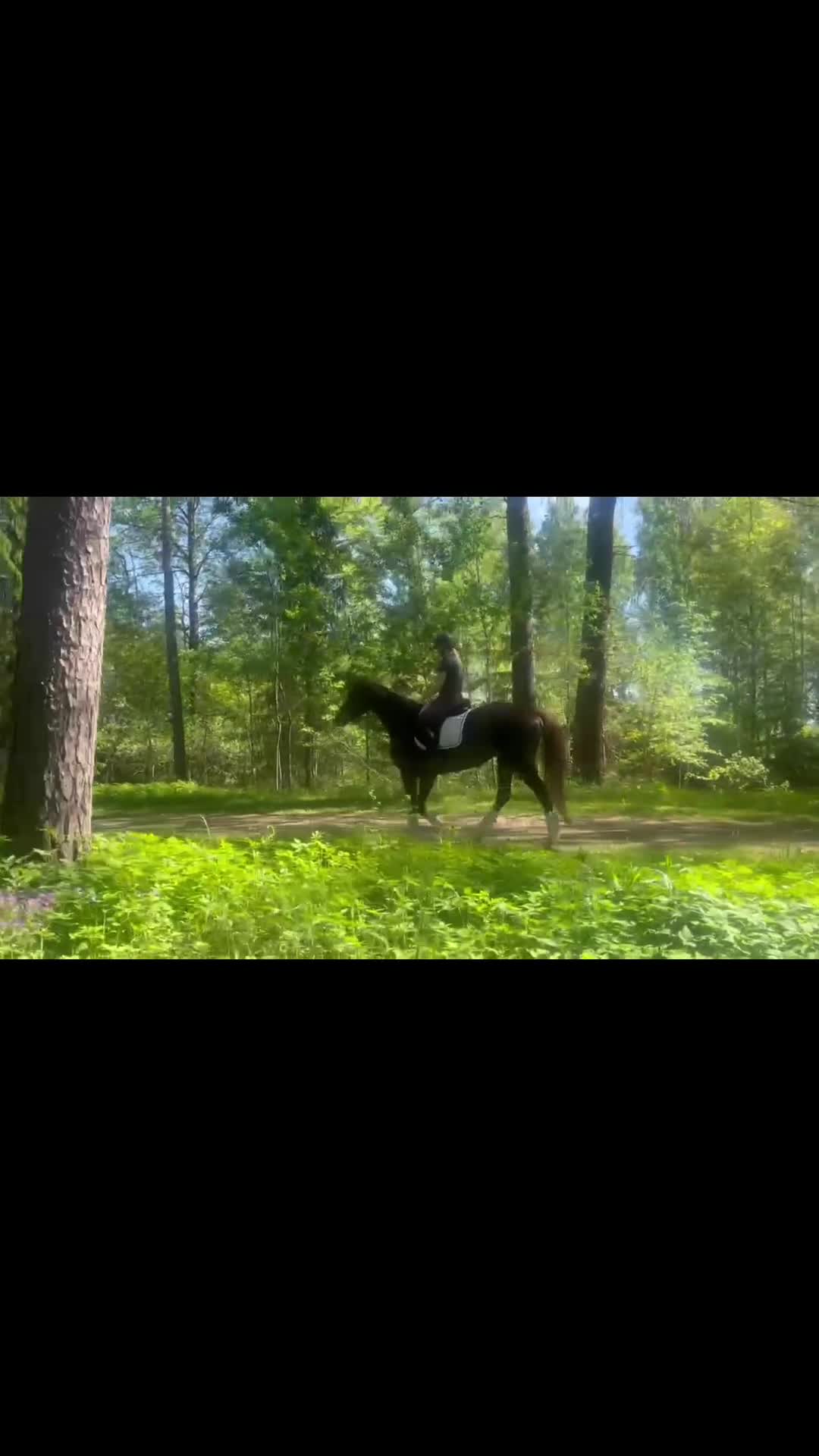 Allround hästar till salu: Lovande 4 årigt sto - Video 1