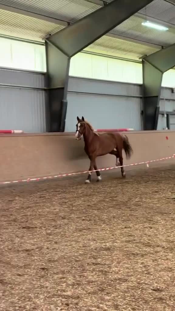 Dressyr hästar till salu: KWPN-sto f. 2014 e. Crescendo HBC  i Karlskrona - Video 1