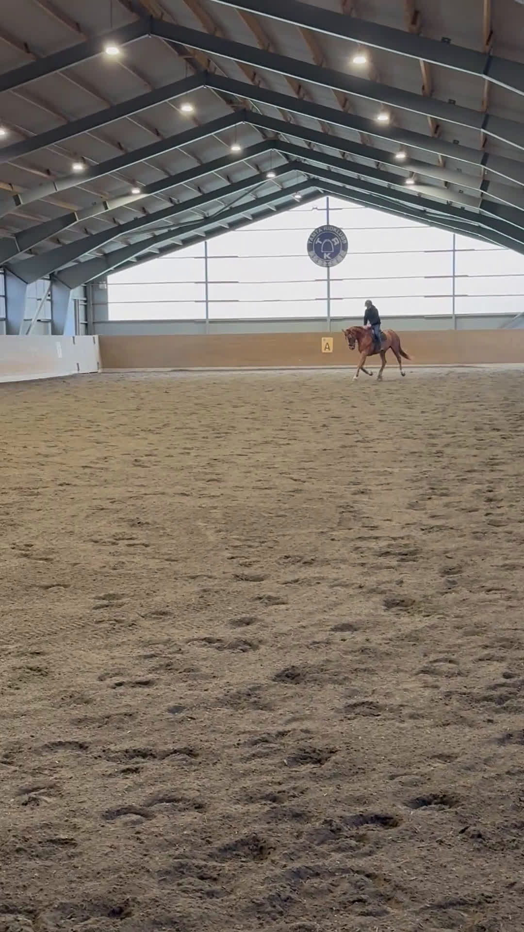 Allround hästar till salu: Underbart sto med mycket kapacitet - Video 3