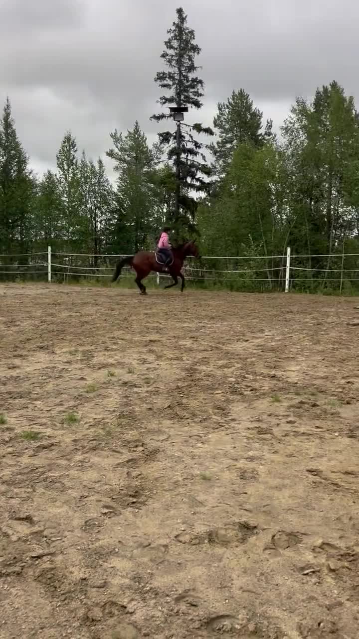 Allround hästar till salu: Världens finaste kille - Video 3