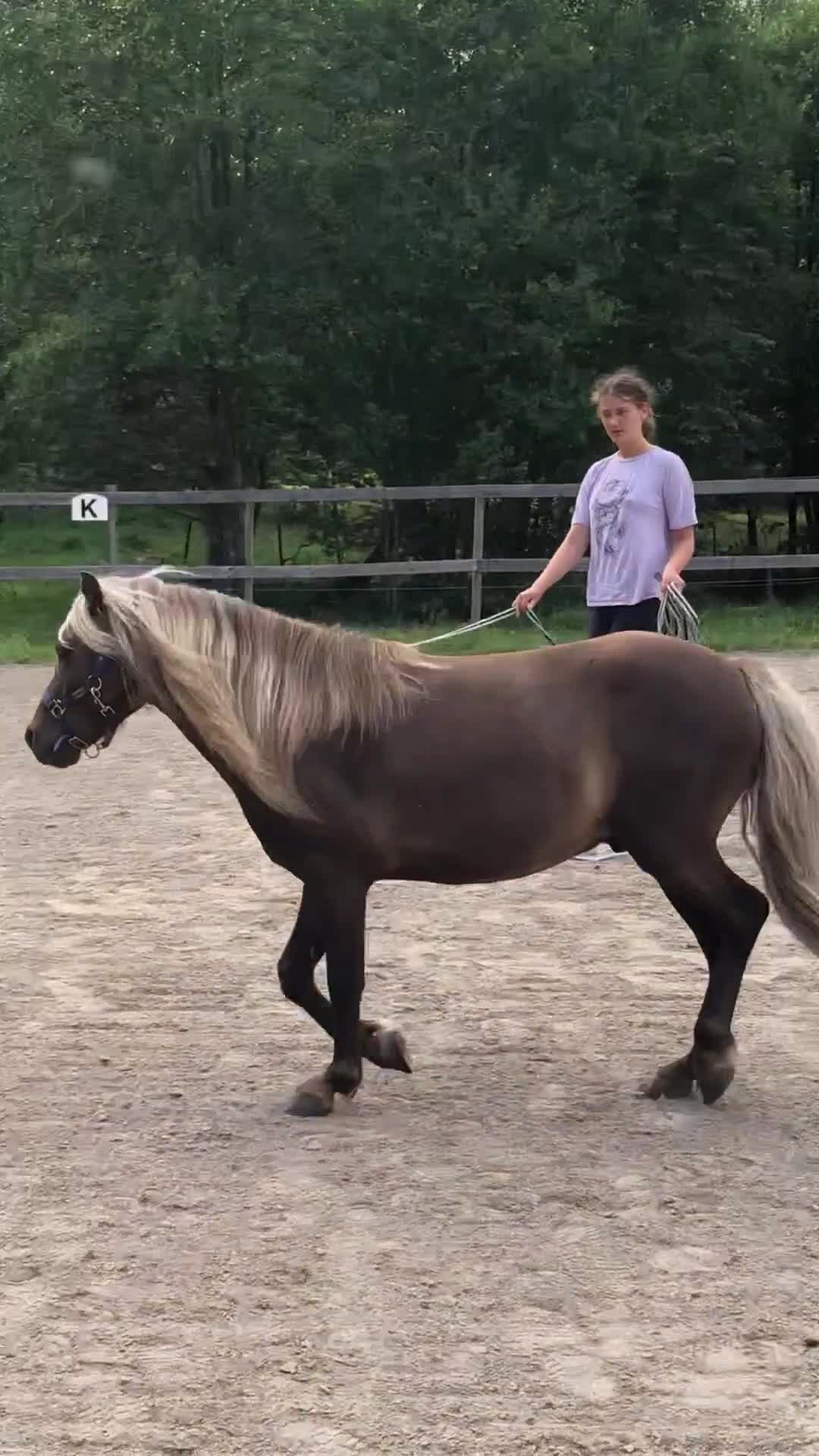 Allround hästar till salu: Tysk Klassisk Ponny, stamtavla, inridning påbörjad - Video 3