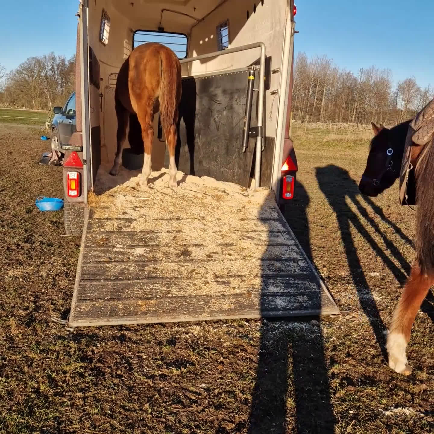 Hoppning hästar till salu: En framtids stjärna  - Video 1