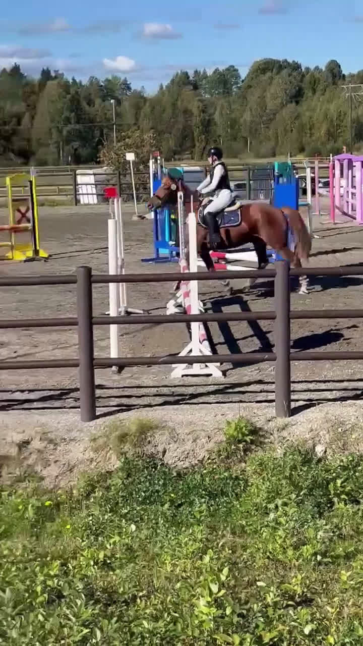 Allround hästar till salu: Maxad D-ponny till valfri disciplin. - Video 2