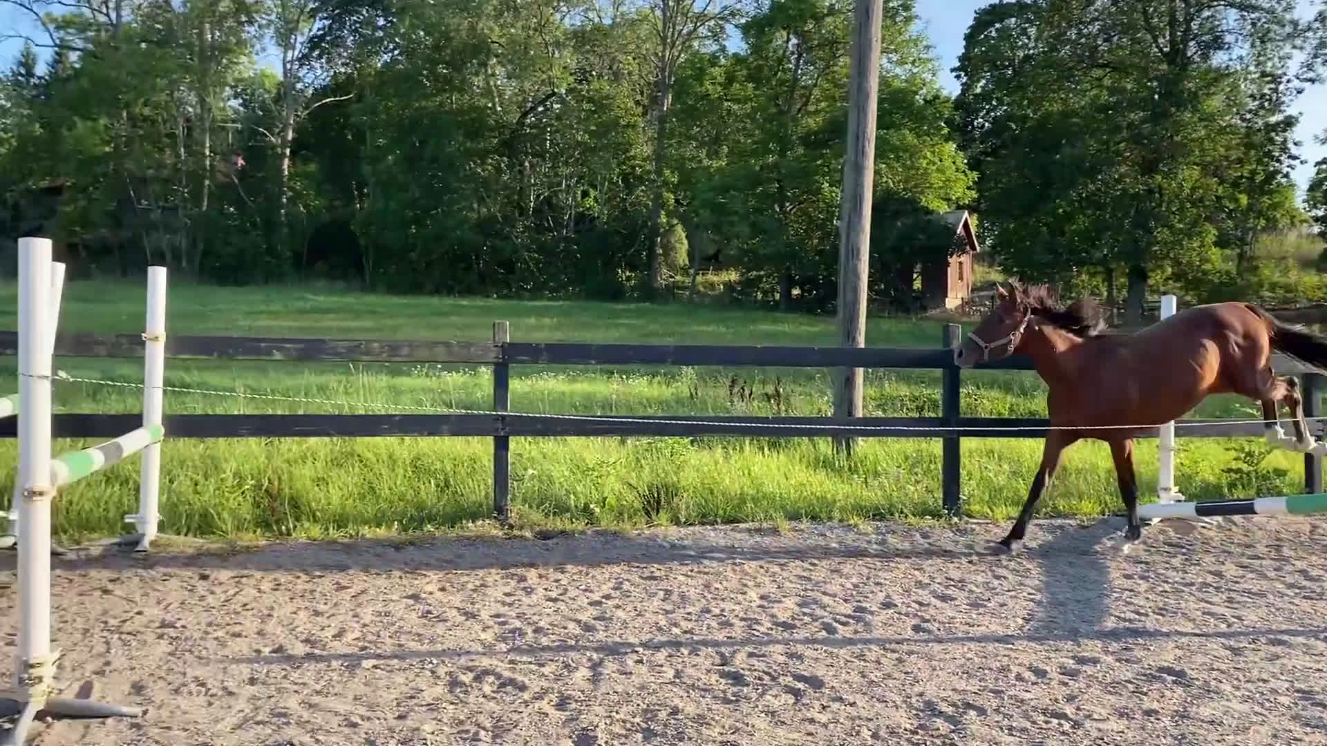 Hoppning hästar till salu: Valack född -24 efter El Barone 111 Z  i Mariefred - Video 1