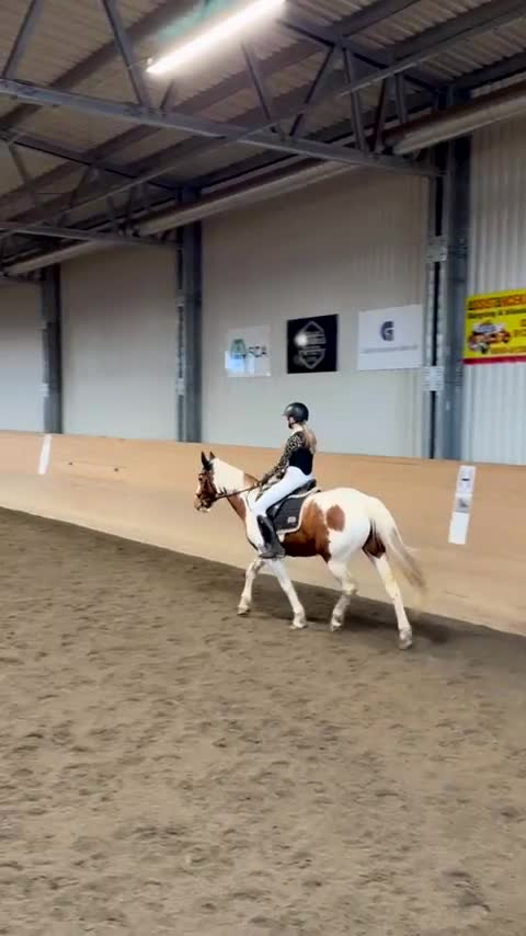 Allround hästar sökes: Söker snäll och mysig häst - Video 4