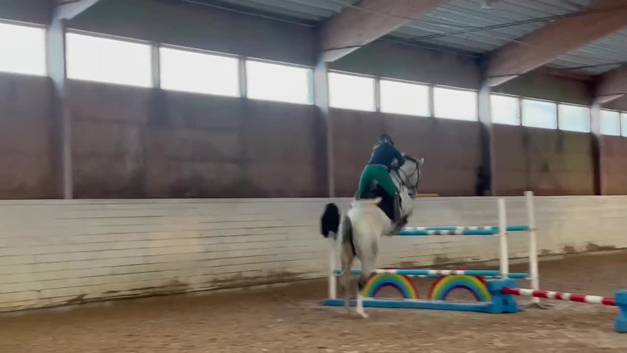 Hoppning hästar till salu: Sto som älskar att hoppa  - Video 1