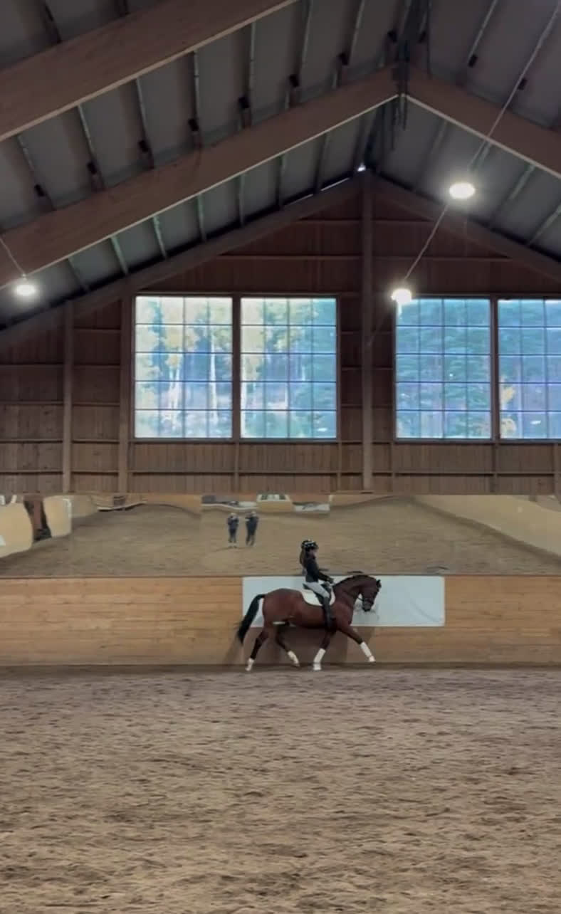 Dressyr hästar till salu: Häftig bästavän för framtiden  - Video 1