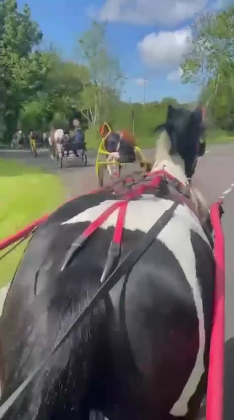 Allround hästar till salu: Snygg, trygg och reslig valack! 💙 - Video 4