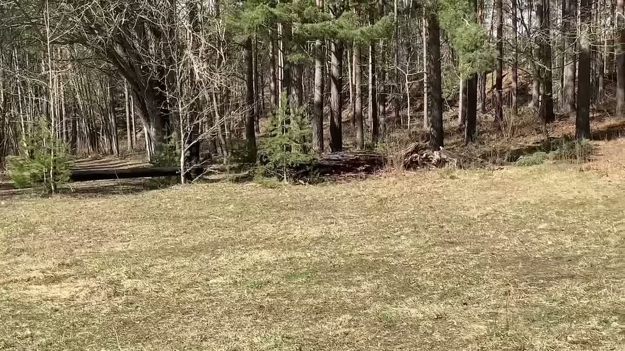 Hoppning hästar till salu: 🐴 Calle Skipper söker sin nästa ryttare 💙 - Video 4