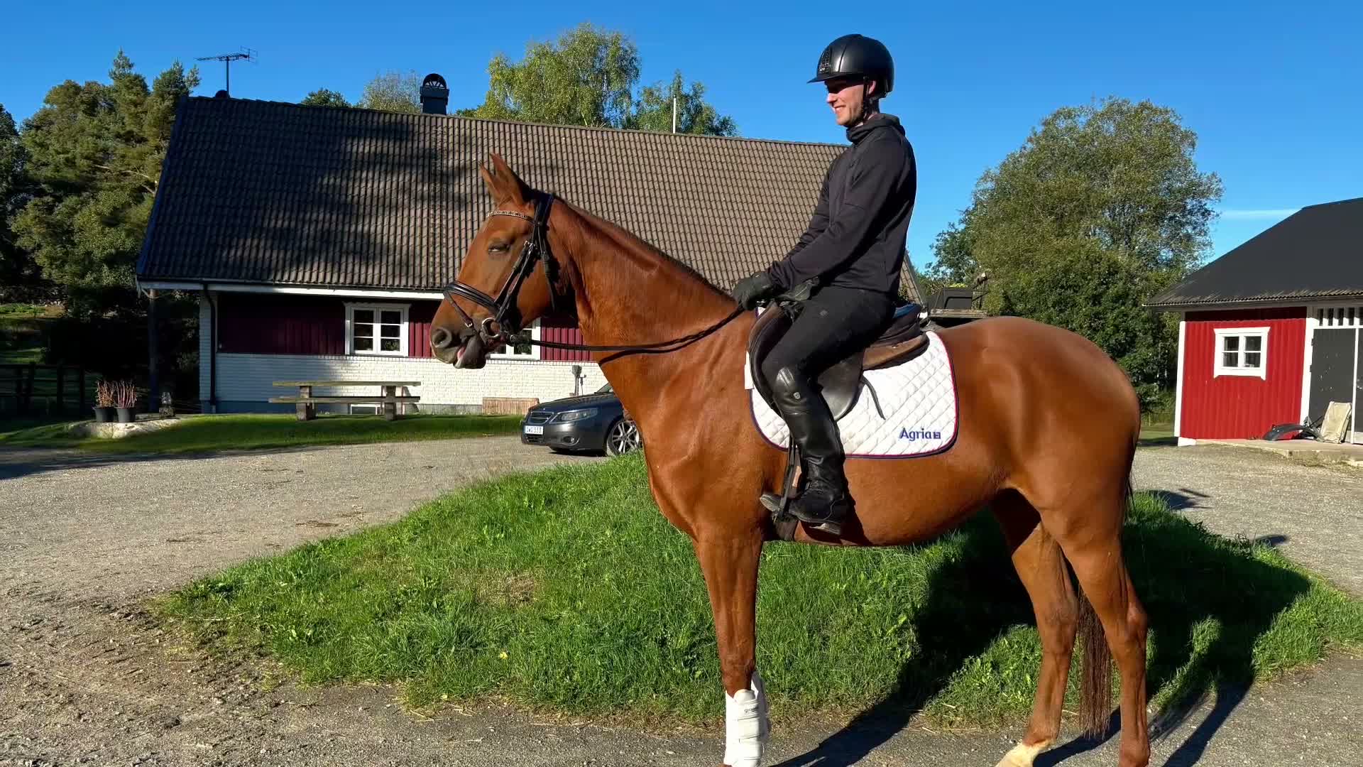 Dressyr hästar till salu: Energiknippe e.Kjento i Hästveda - Video 1