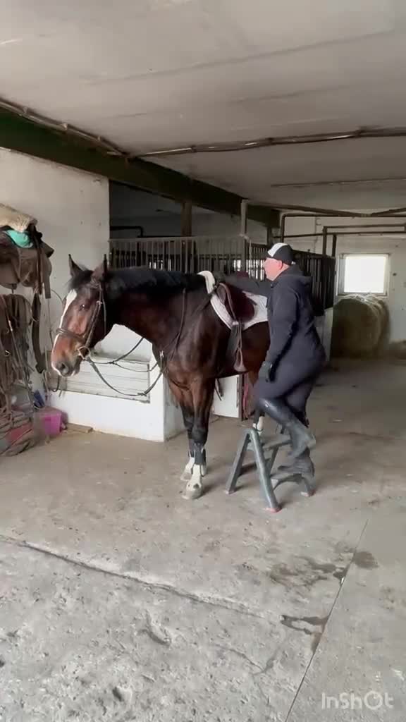 Allround hästar till salu: 9-Year-Old Polish Warmblood Gelding – 166 cm - Video 1