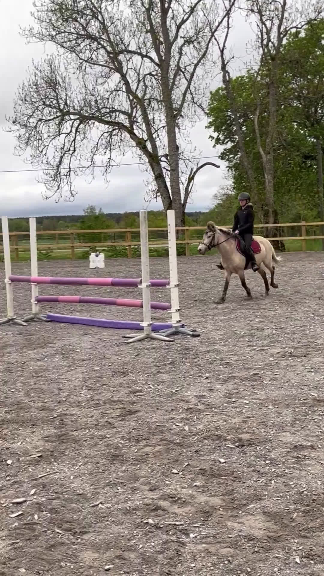 Sällskap hästar till salu: Unik bästa vän - Video 2