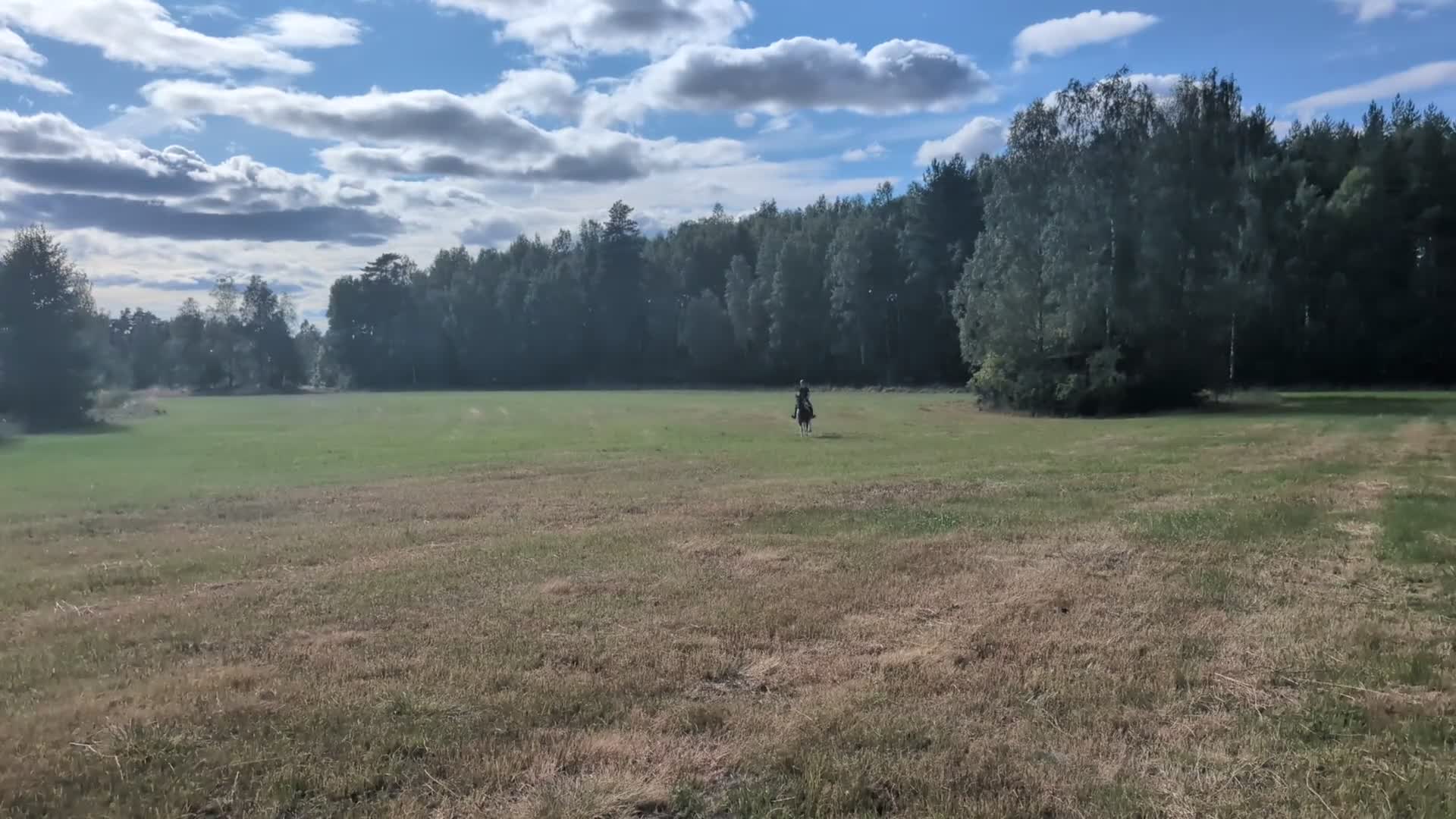 Allround hästar till salu: Halvblod/irländsk sporthäst - Video 1
