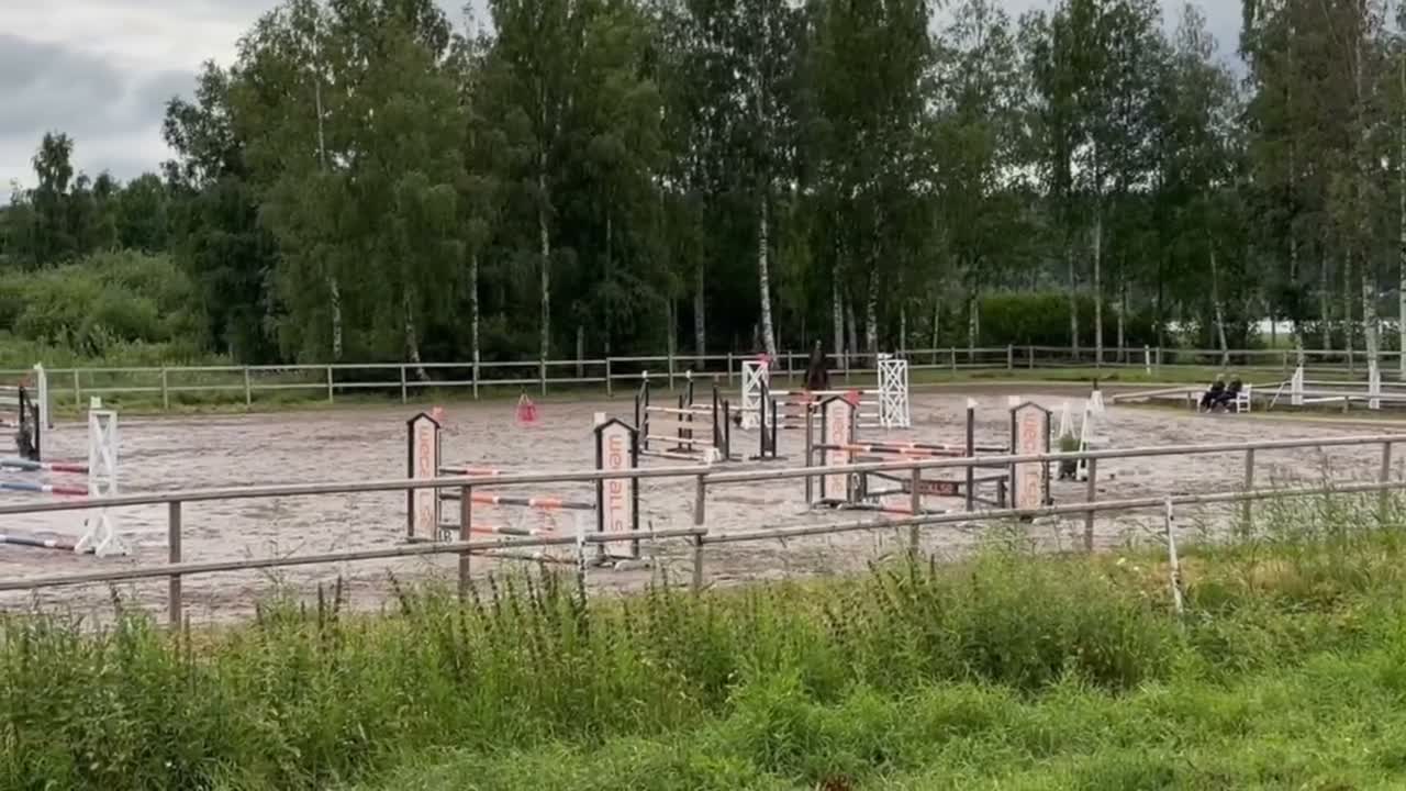 Hoppning hästar till salu: Pigg sporthäst - Video 1