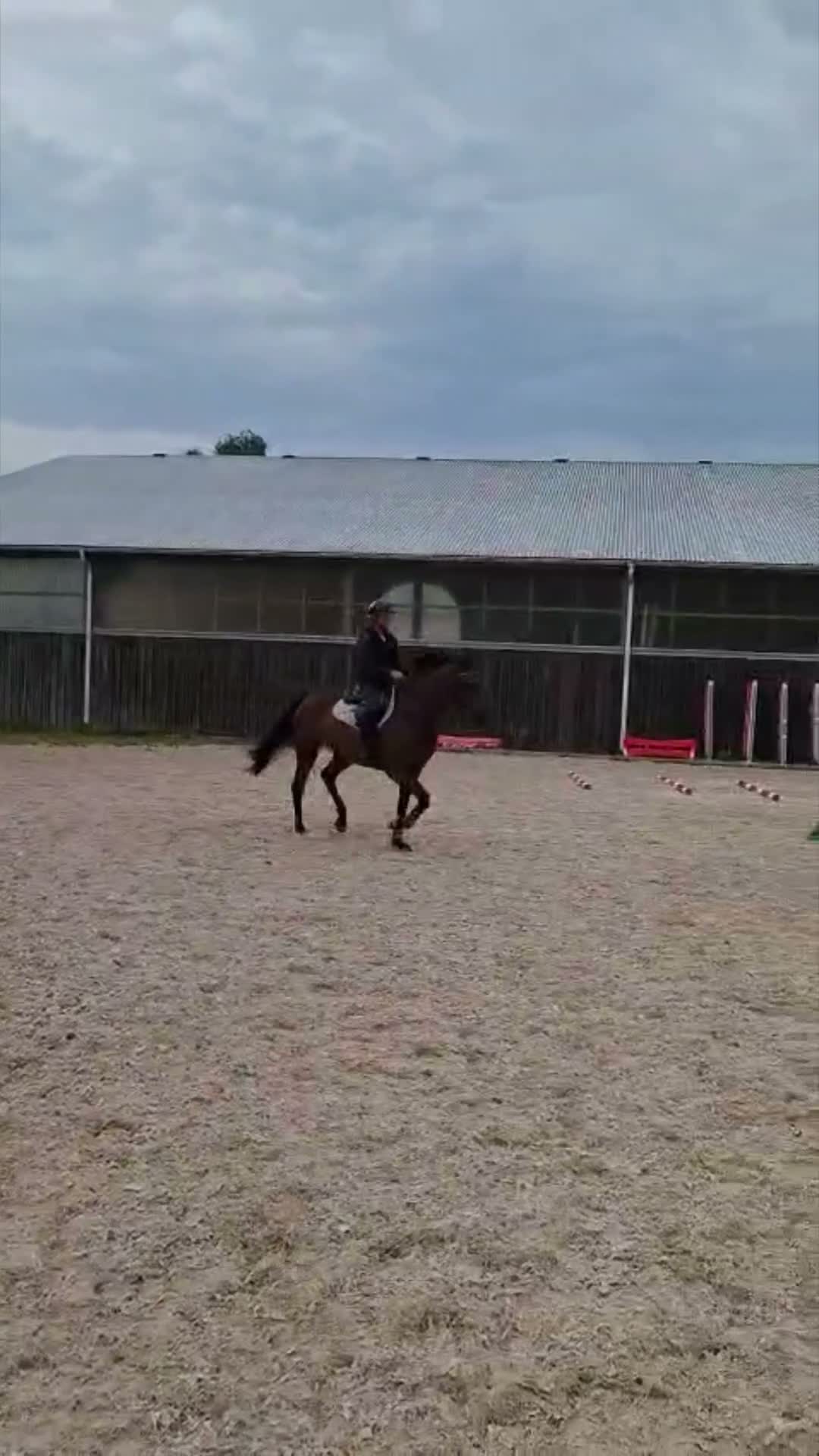Hoppning hästar till salu: Lovande 4årigt sto med fantastisk prestationsstam! - Video 2