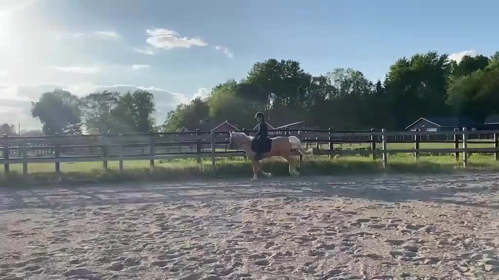 Allround hästar till salu: Lovande ungponny till sport eller avel - Video 4