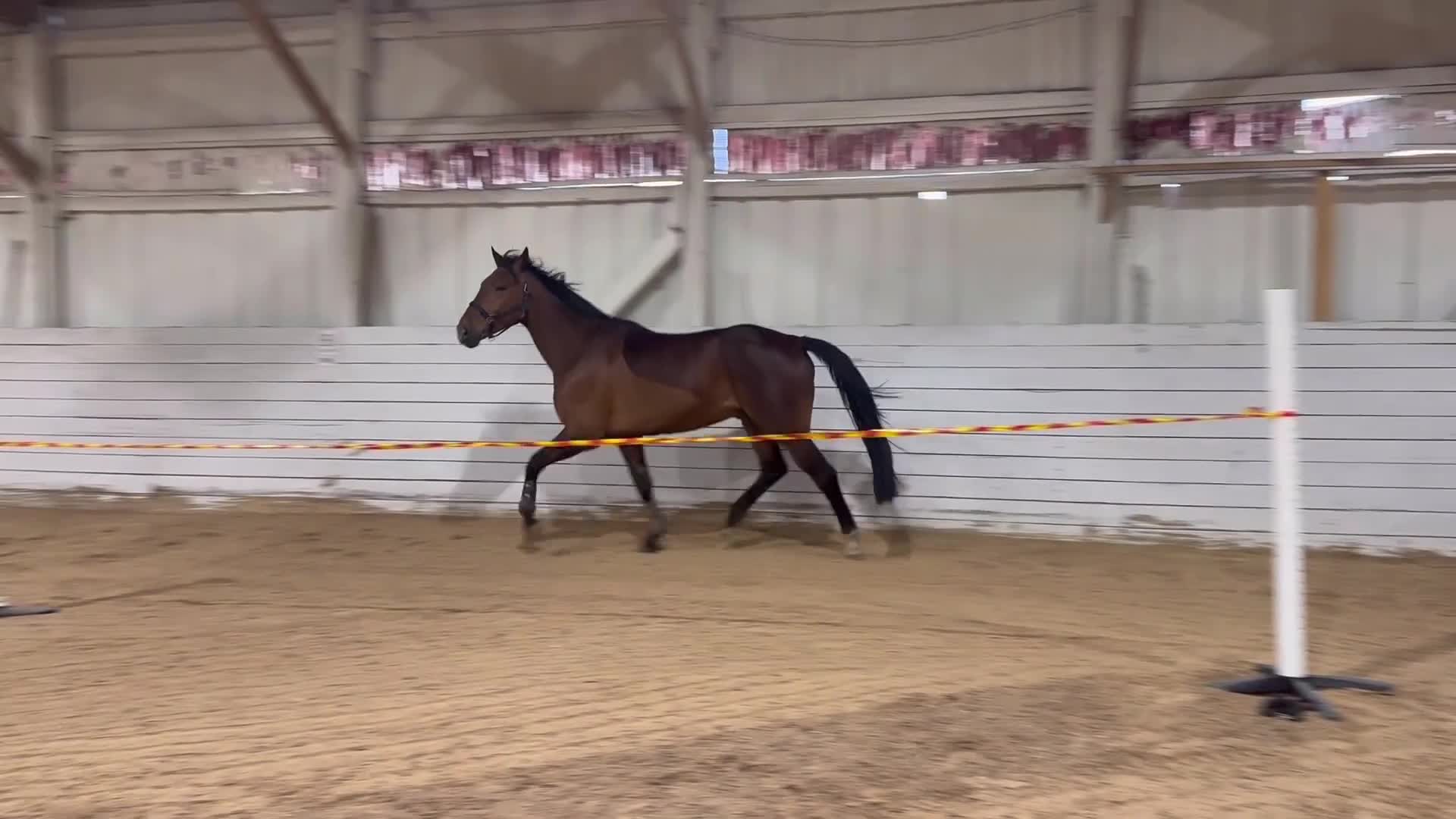Dressyr hästar till salu: Fynda unghäst! - Video 2