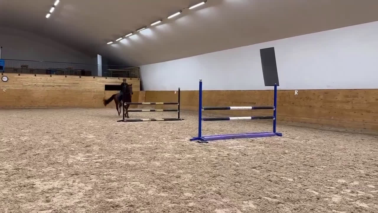 Hoppning hästar till salu: Vackert och tufft sto för hoppning  - Video 2