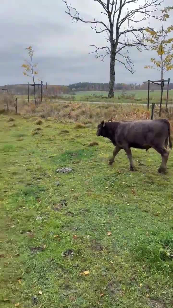 Western hästar till salu: Guldklimt till rätt person! i Bettna - Video 1