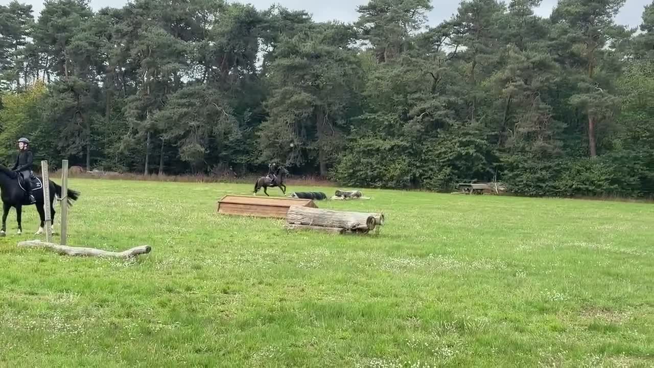 Fälttävlan hästar till salu: Framtida fälttävlansponny! - Video 5