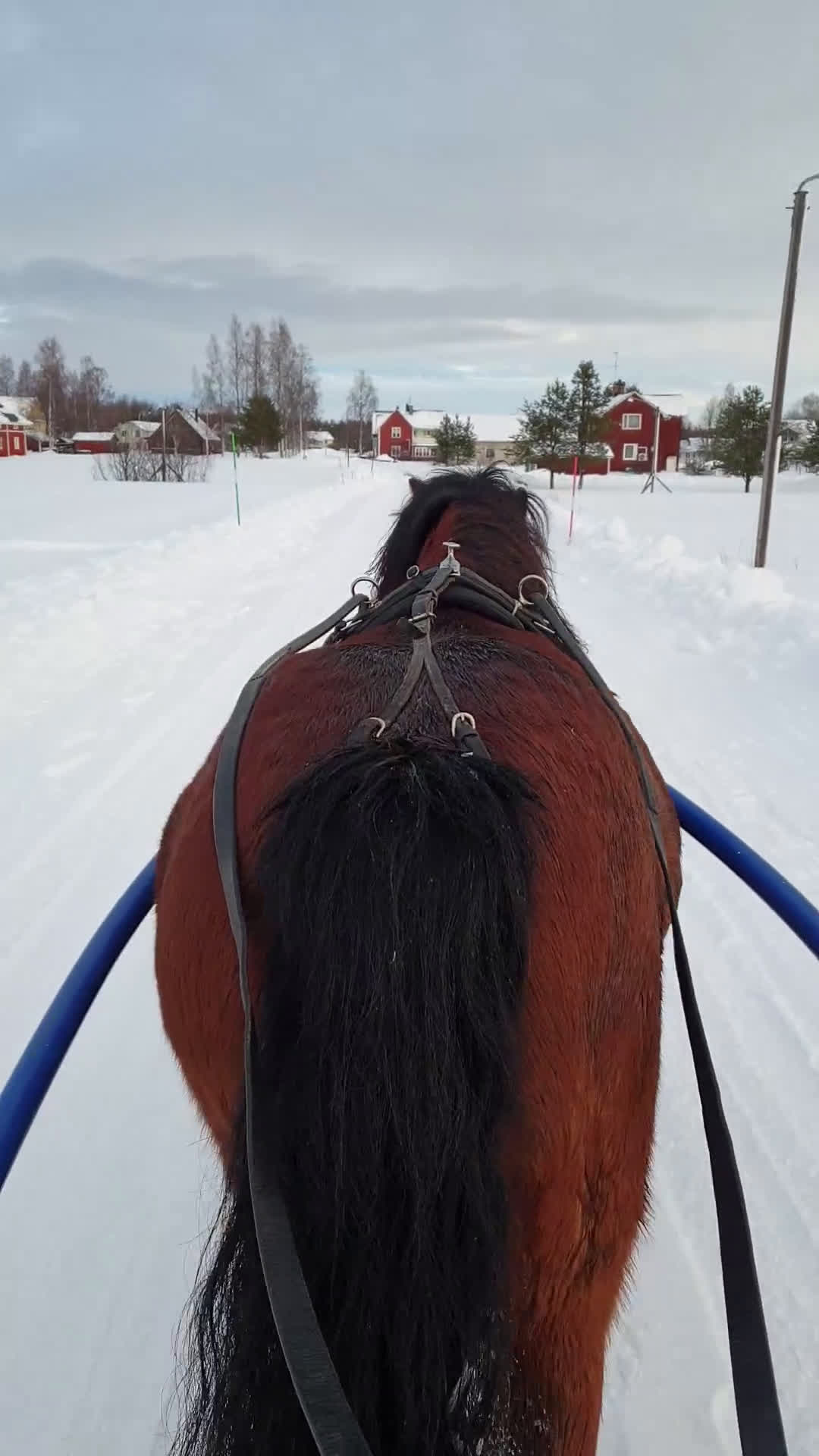 Allround hästar till salu: Söt och snäll b-ponny  i Nordmaling - Video 2