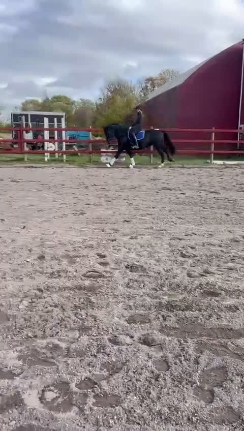 Allround hästar till salu: Bästa hästen ⭐️ i Fjugesta - Video 2